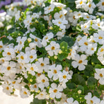The Ready-to-Plant Summer Basket Kit – Everything You Need
