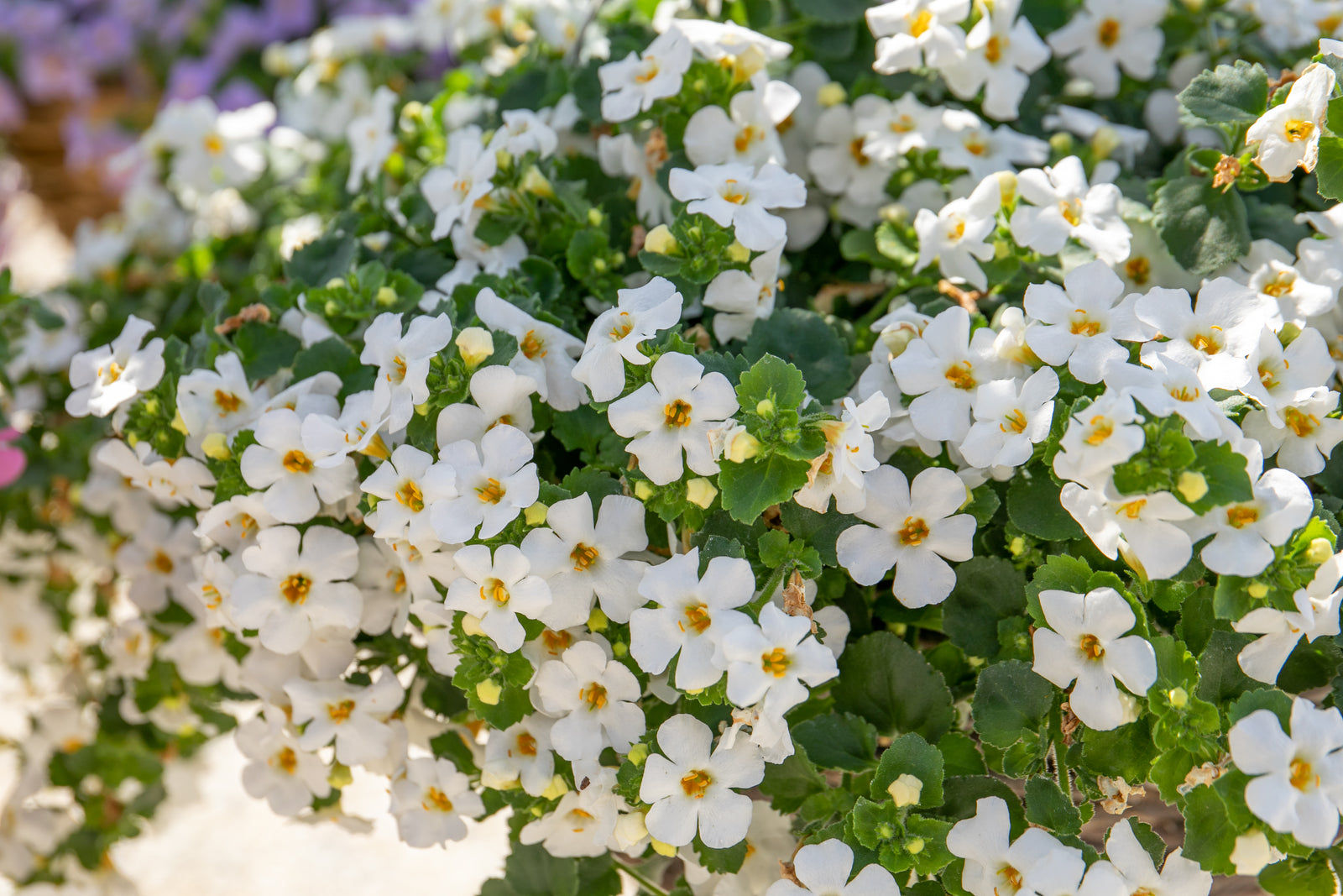 The Ready-to-Plant Summer Basket Kit – Everything You Need