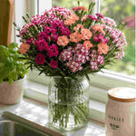 The Tireless Dianthus Diantica Collection - Plug Plants | Set-of-9 | Multi