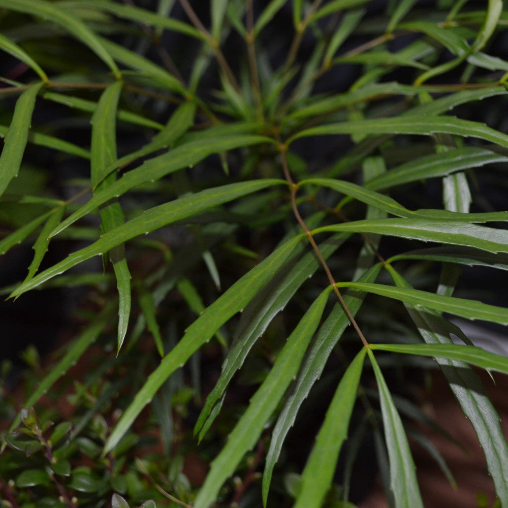 Mahonia Volcano - Spine Free Fiery Shrub - 9cm pot. | 3 x 9cm | Yellow