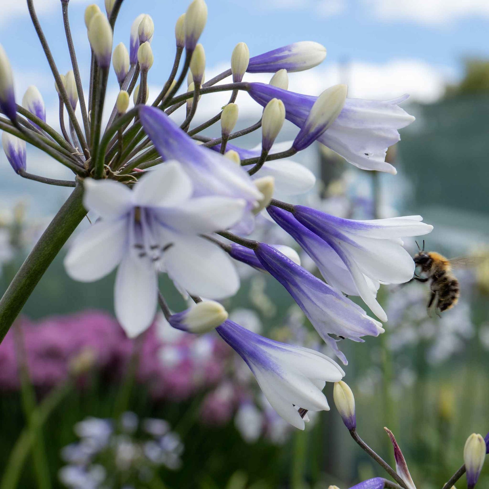 Agapanthus 'twister' (bicolour, Rhs Agm, 60cm) | 1 x 2L | Blue & White