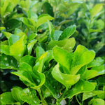 Euonymus Japonicus Green Spire - Great Alternative To Box - 9cm Pots