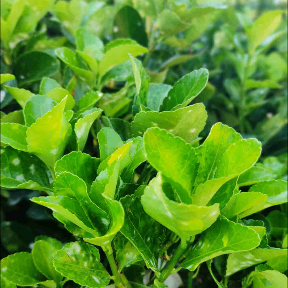 Euonymus Japonicus Green Spire - Great Alternative To Box - 9cm Pots