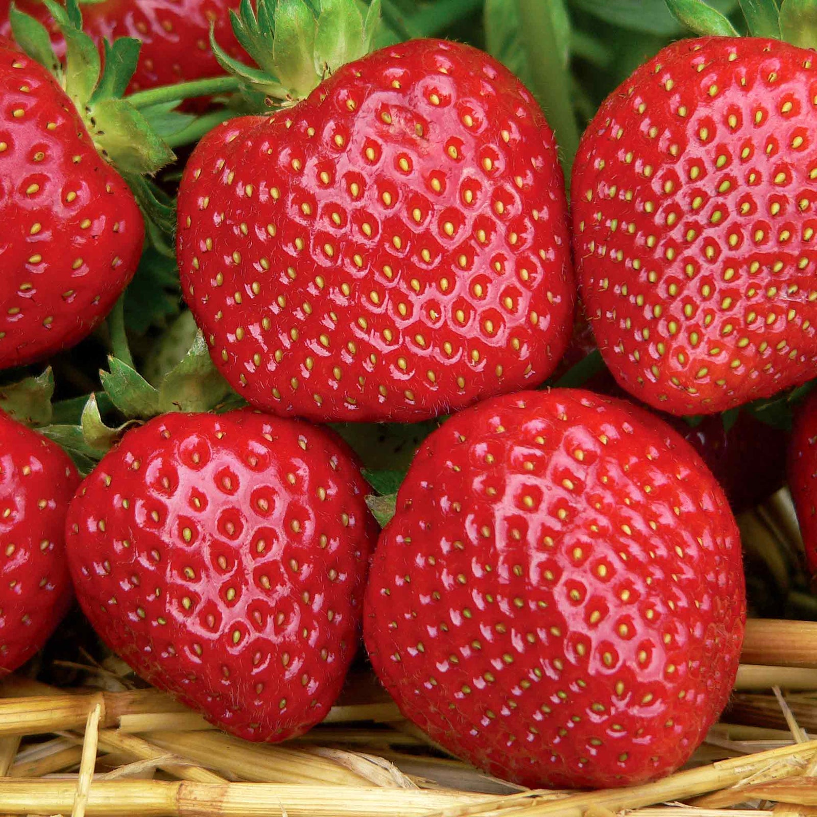Malwina Strawberry Plant Late Variety | 10 x Bare Root | Red