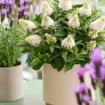 Hayloft Buddleja Davidii ‘little Rockstars’ Collection - 12cm pot