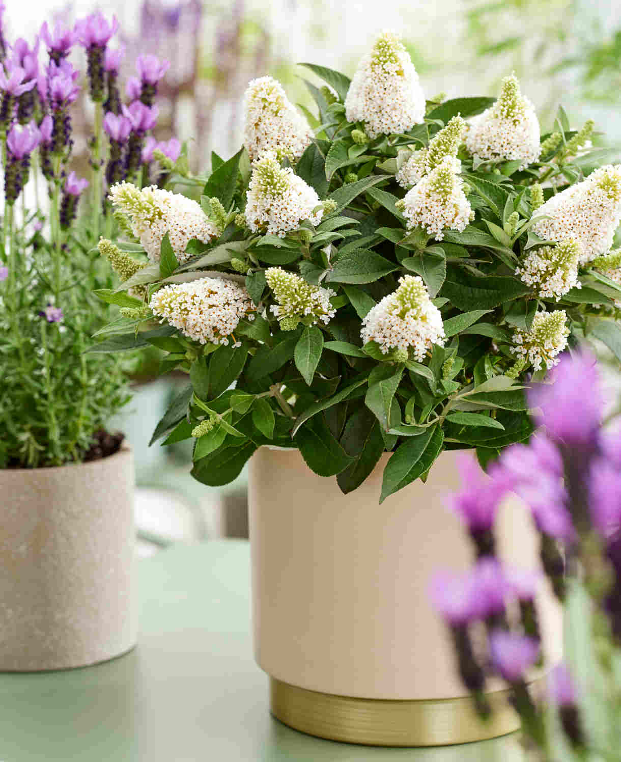 Hayloft Buddleja Davidii ‘little Rockstars’ Collection - 12cm pot