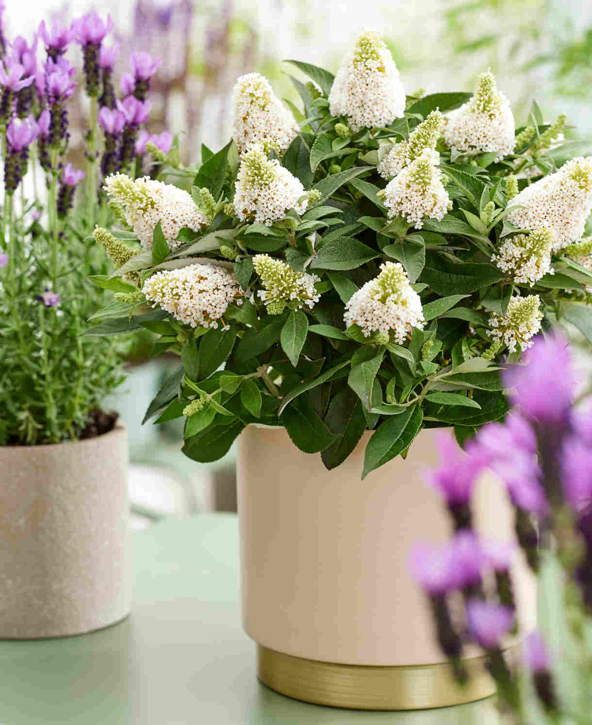 Buddleja Davidii ‘little Rockstars’ Collection - 12cm pot | Set of 15 | Multi
