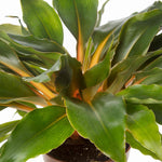 Chlorophytum Orchidastrum (mandarin Plant) Seeds | 20 Seeds | Green & Gold