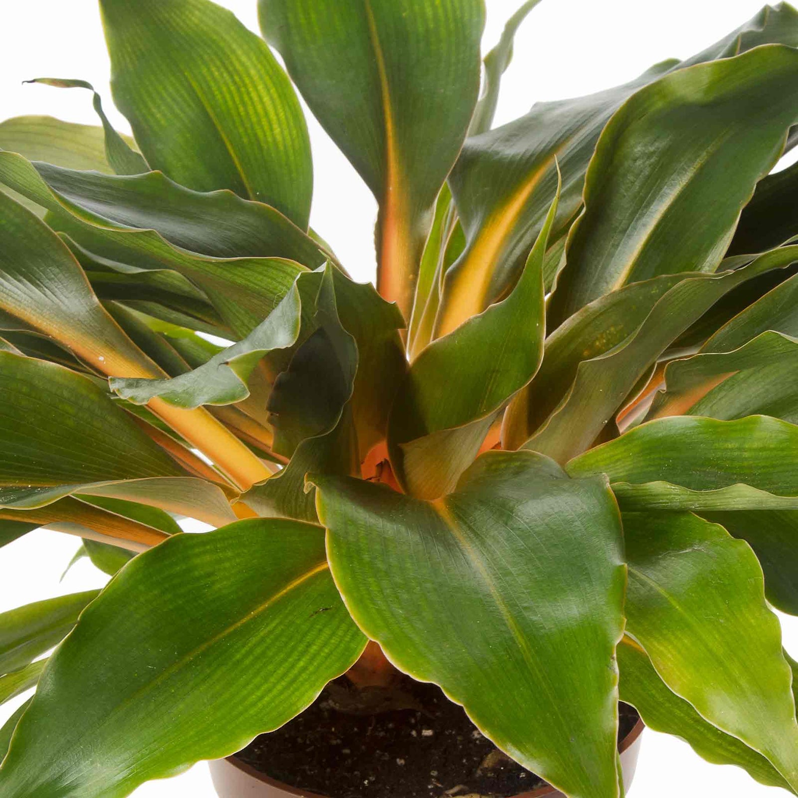 Chlorophytum Orchidastrum (mandarin Plant) Seeds | 20 Seeds | Green & Gold