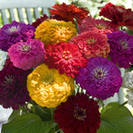 Zinnia Seeds Benary's Giant | 35 Seeds