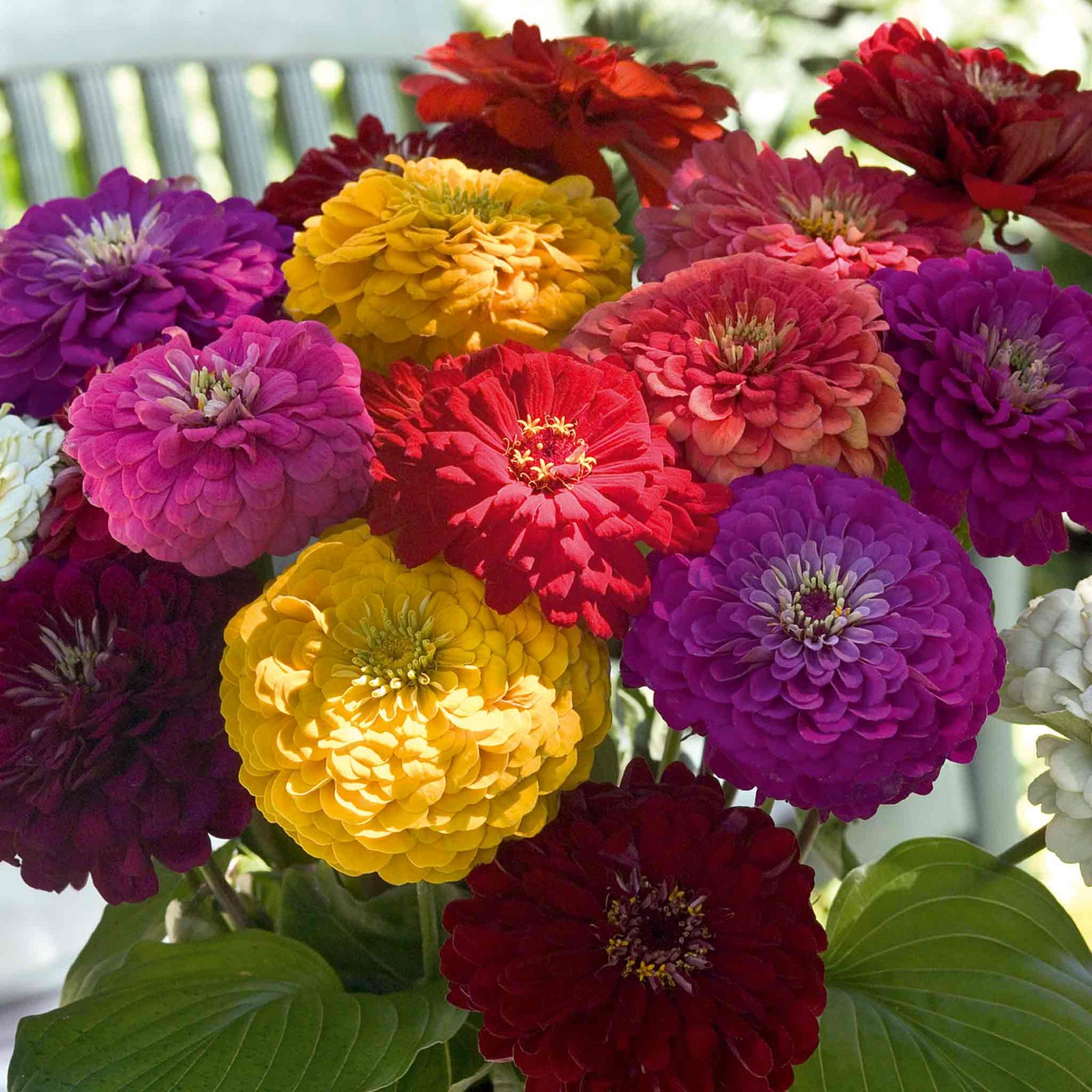 Zinnia Seeds Benary's Giant | 35 Seeds