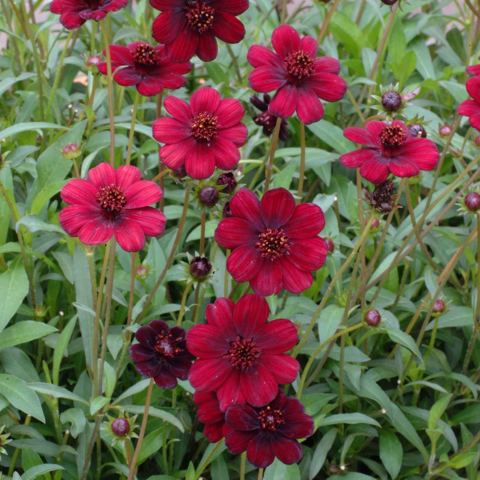 Cosmos 'chocamocha', Chocolate-scented Deep Mahogany-red, 30cm | 3 x 9cm