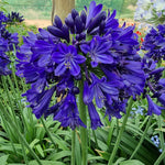 Agapanthus Everpanthus Midnight Sky 9cm Pot