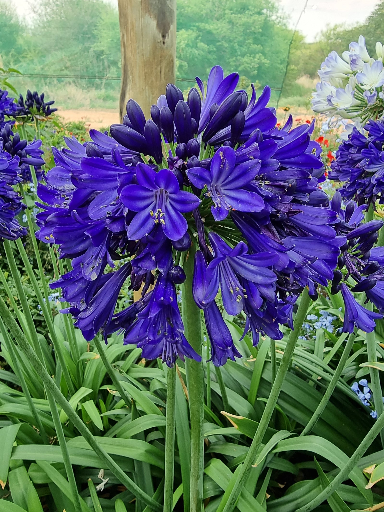 Agapanthus Everpanthus Midnight Sky 9cm Pot