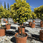 Direct Plants Euonymus Aureomarginata Evergreen Standard Tree 100cm+ Tall Supplied In A 15 Litre Pot