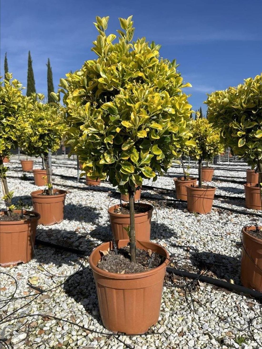 Euonymus Aureomarginata Evergreen Standard Tree 100cm+ Tall Supplied In A 15 Litre Pot