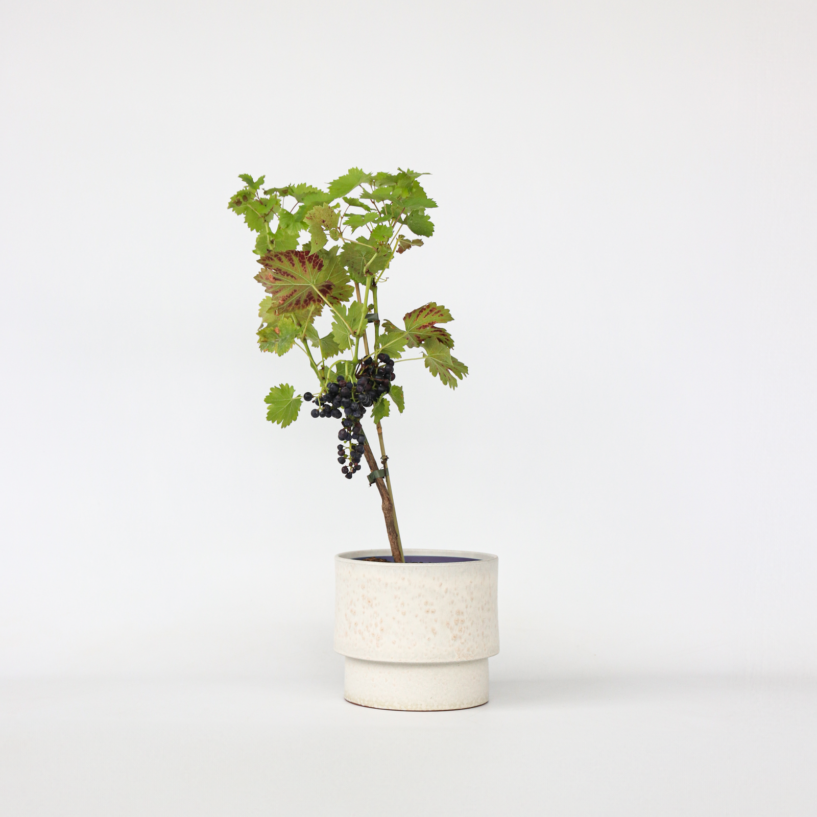 Common Grape Vine - Vitis Vinifera ‘nero’ - Height 60-75cm - ⌀21cm