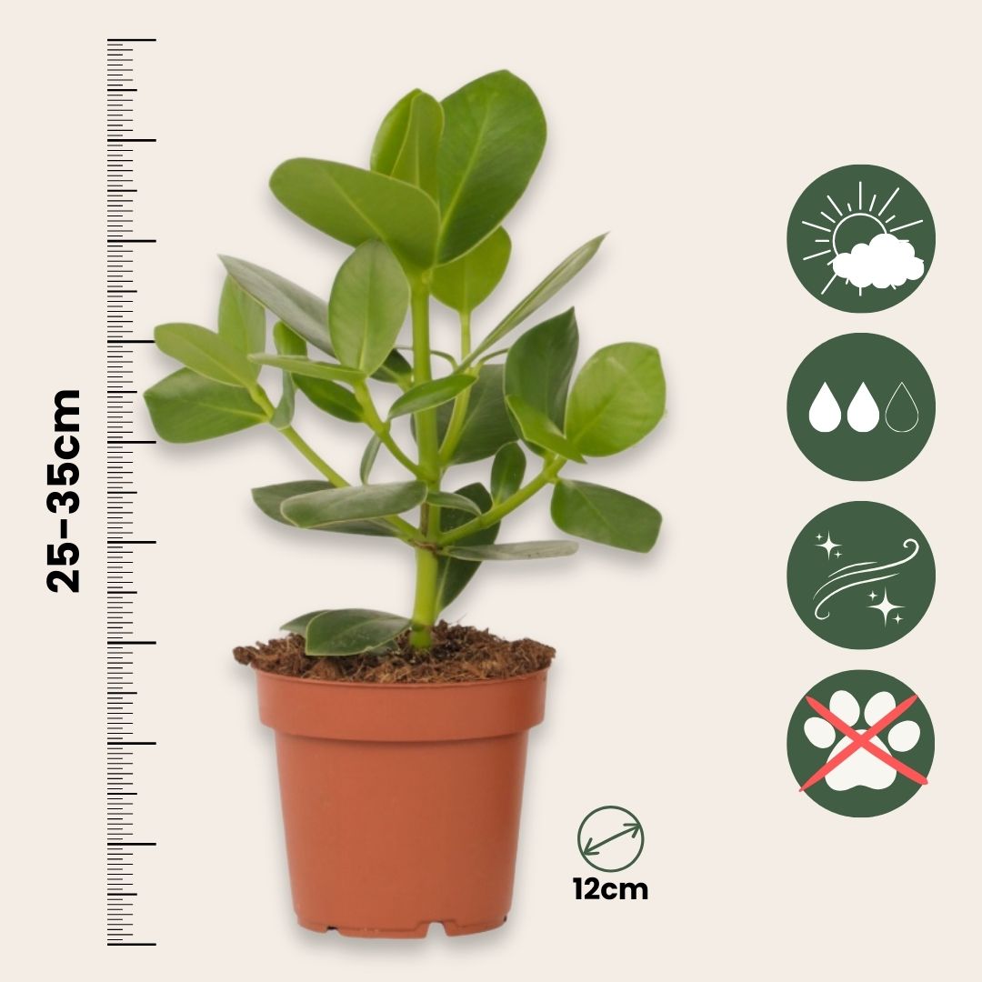 Autograph Tree - 4 Pcs. - Clusia Rosea 'princess' - Height 25-35cm - ⌀12cm | Set of 4 | Green