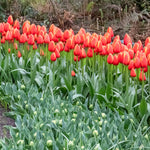 Tulip 'worlds Favourite' | 10 x Bulbs | Orange & Yellow