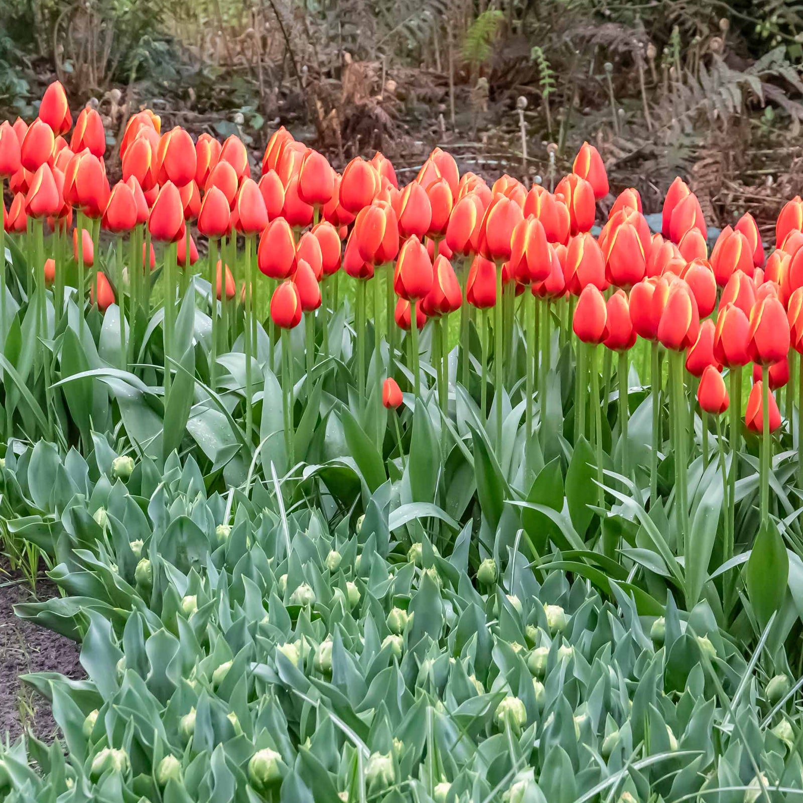 Tulip 'worlds Favourite' | 10 x Bulbs | Orange & Yellow