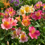 Exclusive Alstroemeria Collection - 3 x 9cm Pots