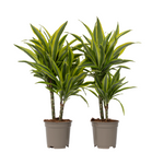 Dragon Tree - 2 Pcs. - Dracaena Deremensis 'lemon Lime' - Height 60-70cm - ⌀17cm | Set of 2 | Green