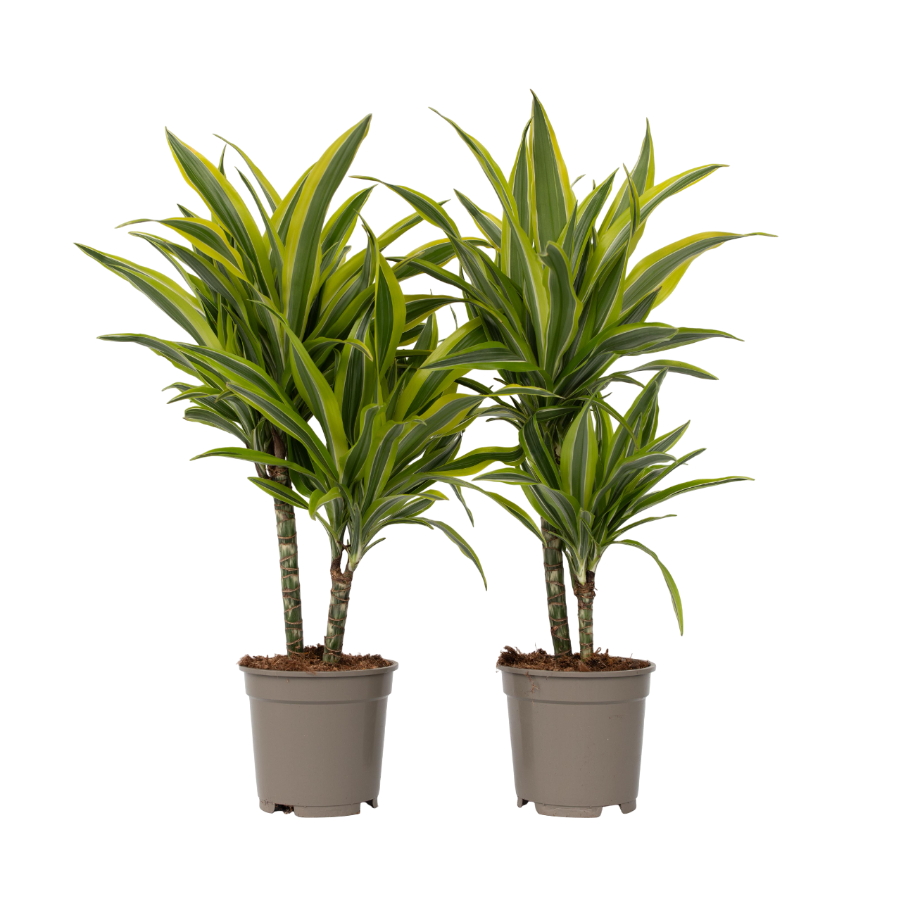 Dragon Tree - 2 Pcs. - Dracaena Deremensis 'lemon Lime' - Height 60-70cm - ⌀17cm | Set of 2 | Green