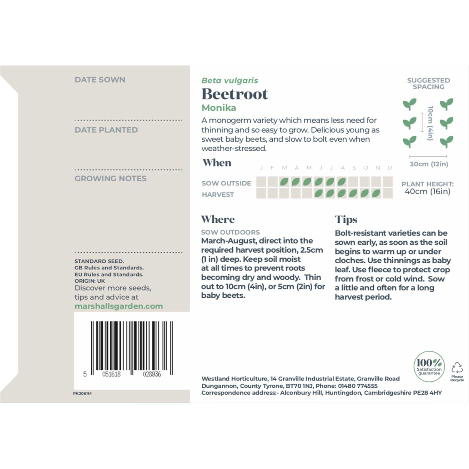 Beetroot Monika - Monogerm | 200 Seeds