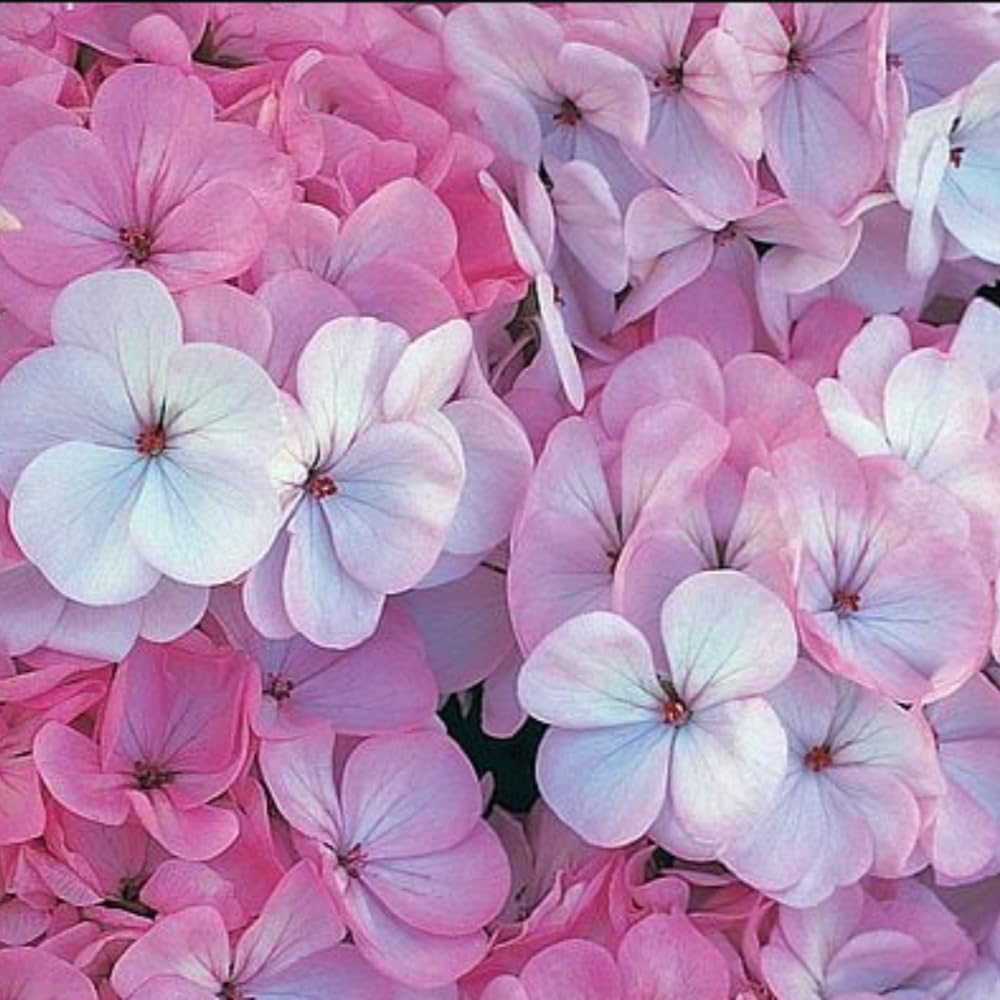 Geranium Horizon F1 Appleblossom Garden Ready Plants | 24 x Garden Ready Plants