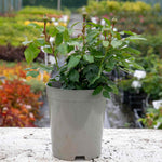Rose 'joie Du Vivre' Floribunda - Rose Of The Year 2011 | 1 x Bare Root | Pink
