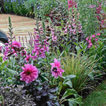 Distinguished Digitalis Collection - Plug Plants | 12 x Plug Plants | Mixed