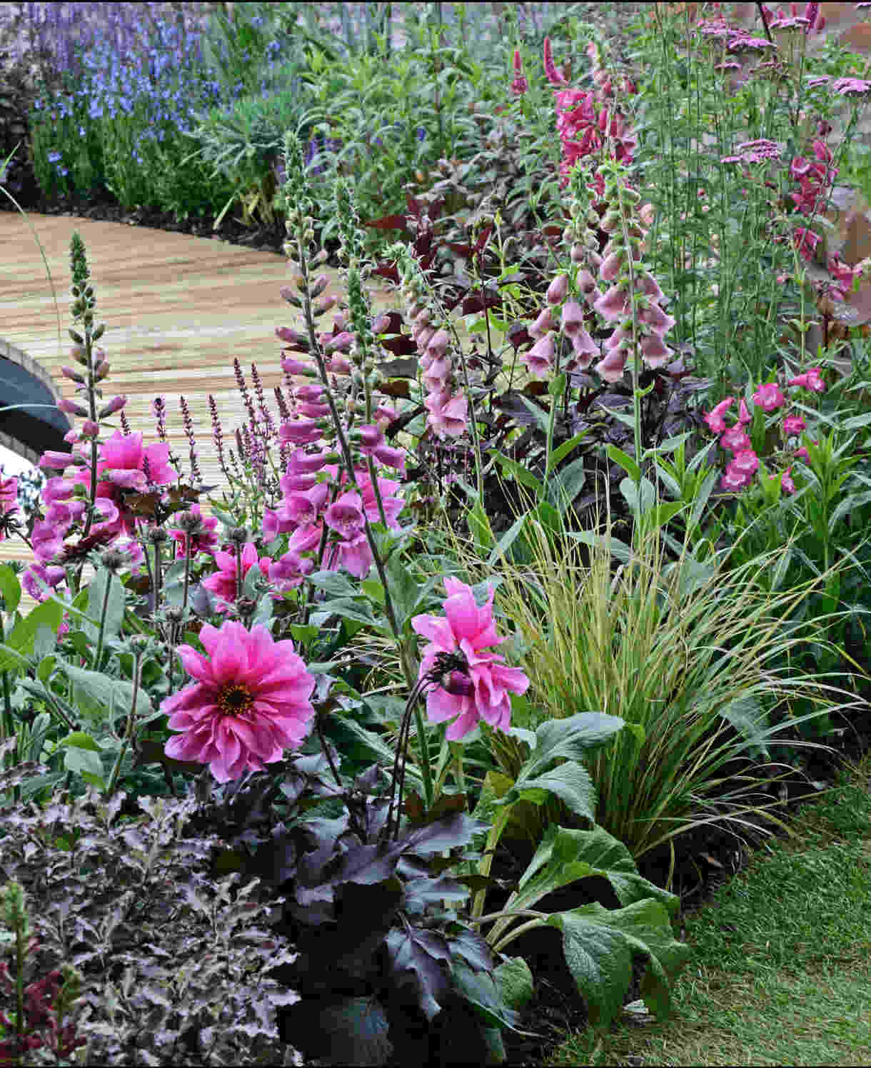 Distinguished Digitalis Collection | 24 x Plug Plants | Mixed