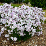 Phlox 'pink A Dot' Compact Perennial For Borders And Containers | 3 x Plug Plants | Multi Colour