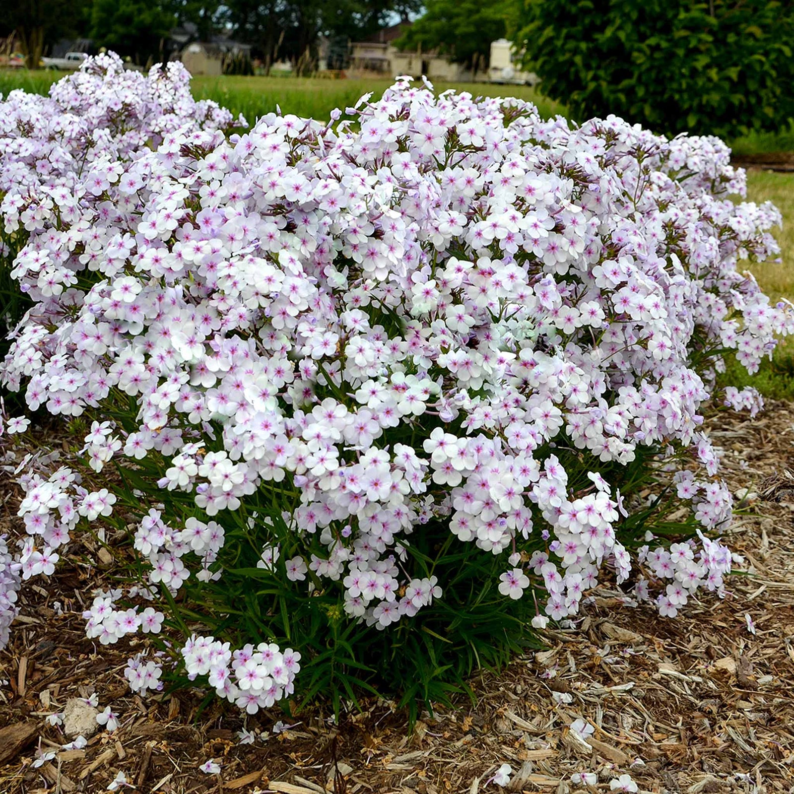 Phlox 'pink A Dot' Compact Perennial For Borders And Containers | 3 x Plug Plants | Multi Colour