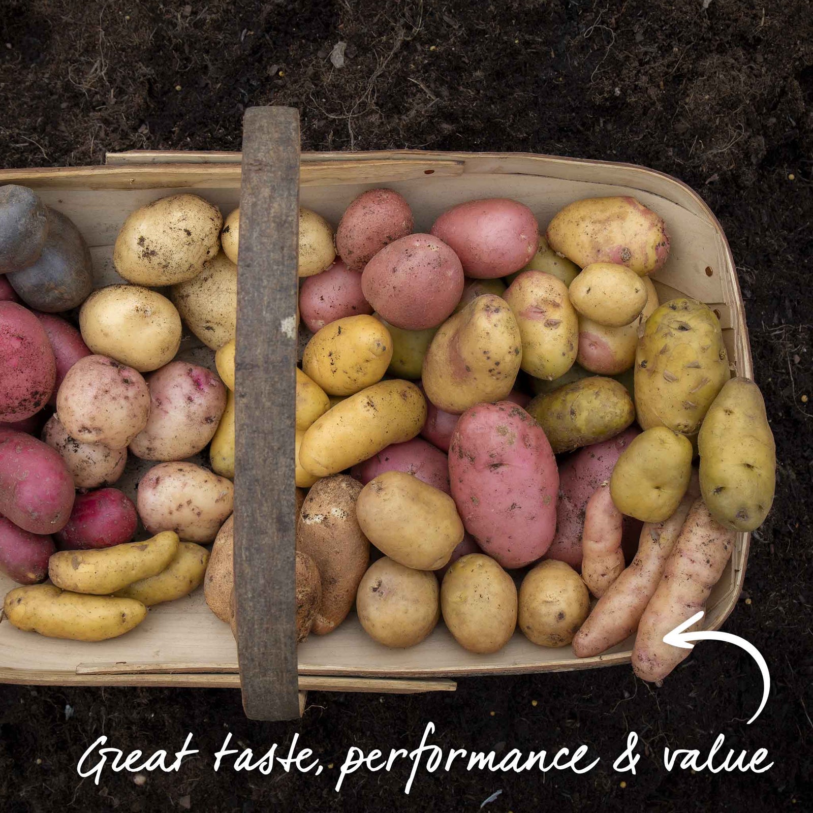 Seed Potato Collection Tubers | 3kg