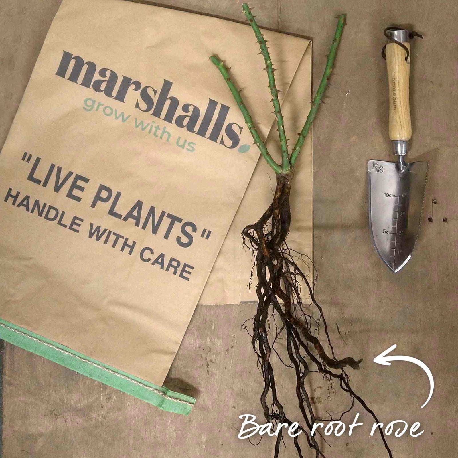 Rose 'precious Gold' Floribunda (golden Yellow, ) | 1 x Bare Root | Yellow