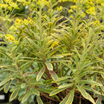 Euphorbia Martinii 'ascot Rainbow' Variegated Perennial | 1 x 9cm | Green & Pink