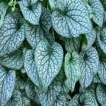 Brunnera Alexanders Great - Great Forget - Me - Not | Set-of-3 | Blue
