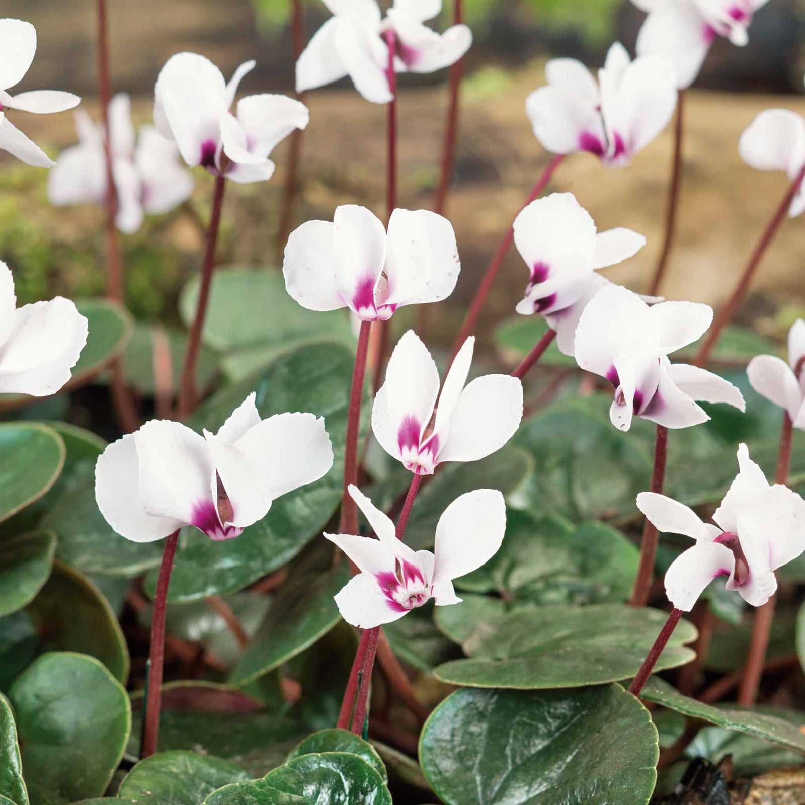 Cyclamen Coum | 5 x Bulbs | Red & White