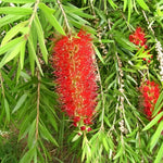 Callistemon Riginus Bottle Brush Shrub 4-5ft Extra Large In A 5 Litre Pot