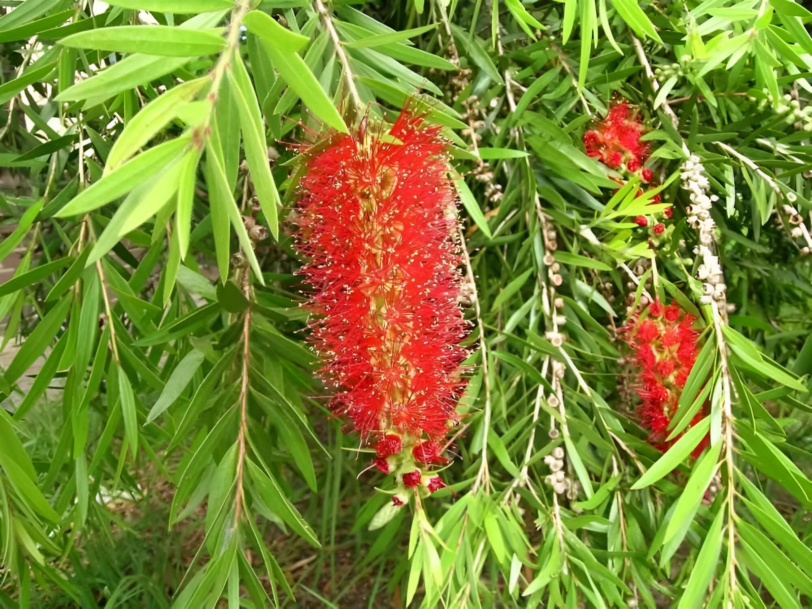 Callistemon Riginus Bottle Brush Shrub 4-5ft Extra Large In A 5 Litre Pot