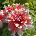 Dahlia 'frost Nip' Tuber With Raspberry-pink Double Flowers | 1 x Bulb | Pink & White