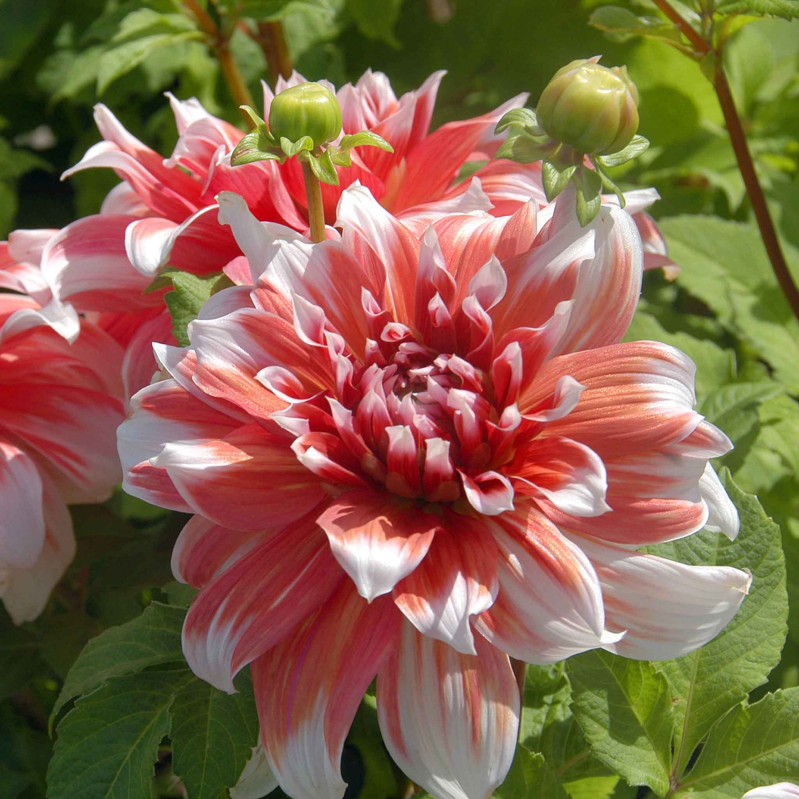 Dahlia 'frost Nip' Tuber With Raspberry-pink Double Flowers | 1 x Bulb | Pink & White