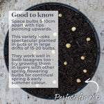 Allium 'caeruleum' — Bright Blue Flowerheads, 60cm | 20 x Bulbs | Blue