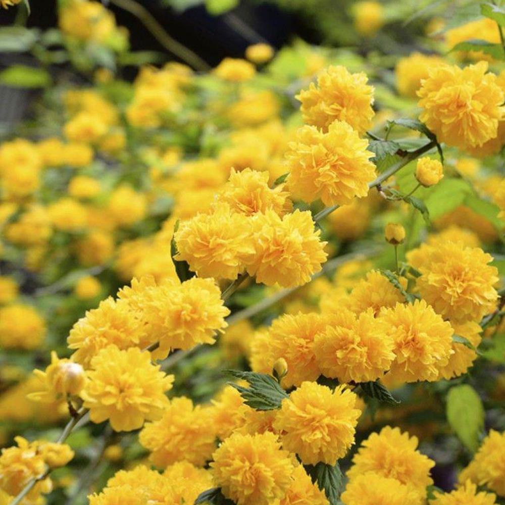 Kerria Japonica Pleniflora Yellow Pom Pom Plant Large 3-4ft In A 3 Litre Pot