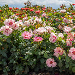 Rose 'see You In Rosé' (persica Floribunda, Fragrant, Pollinator-friendly) | 1 x Bare Root | Pink