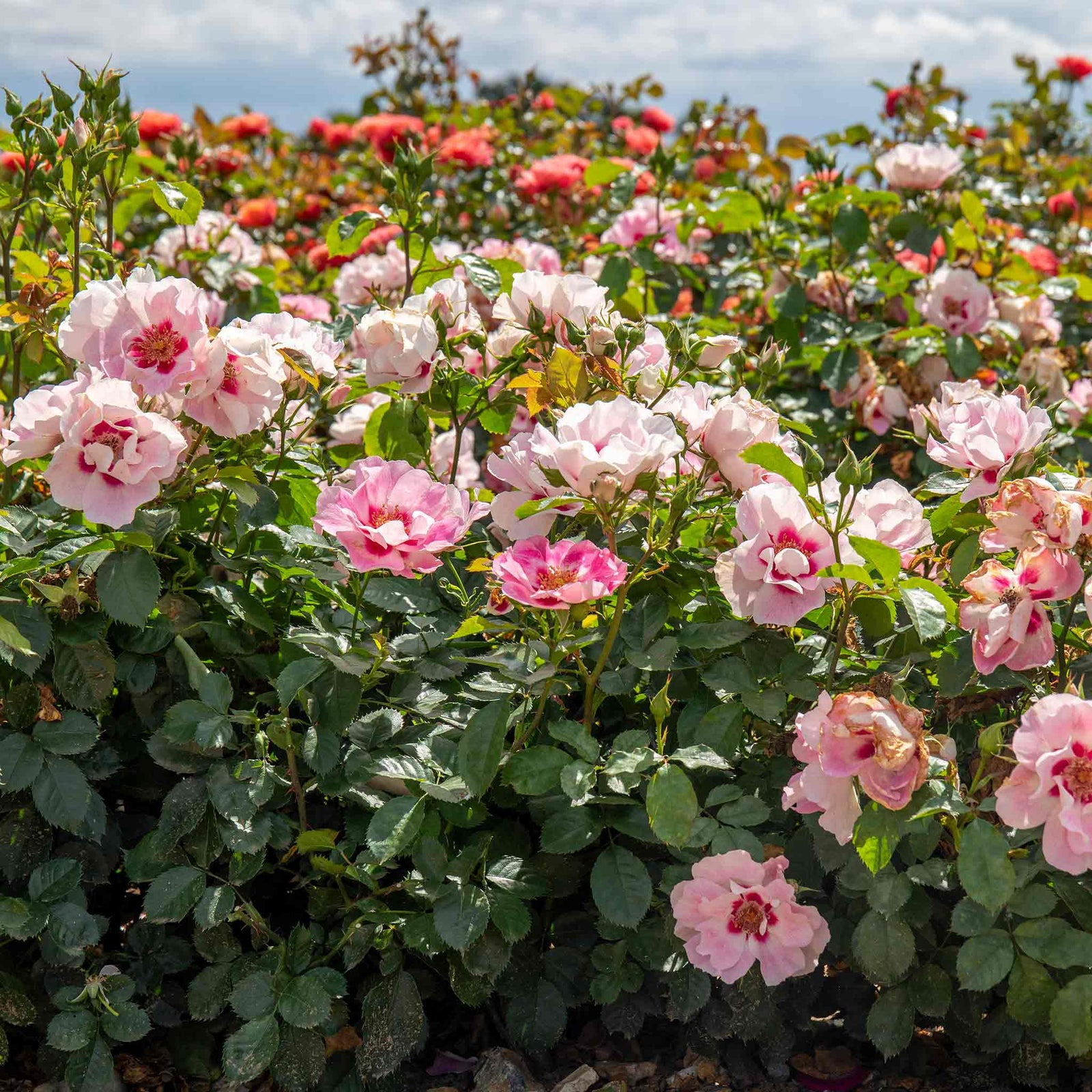 Rose 'see You In Rosé' (persica Floribunda, Fragrant, Pollinator-friendly) | 1 x Bare Root | Pink