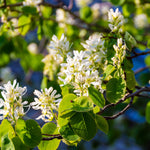 Amelanchier Lamarckii - Juneberry, A Must Have Garden Plant Supplied In A 9cm Pot