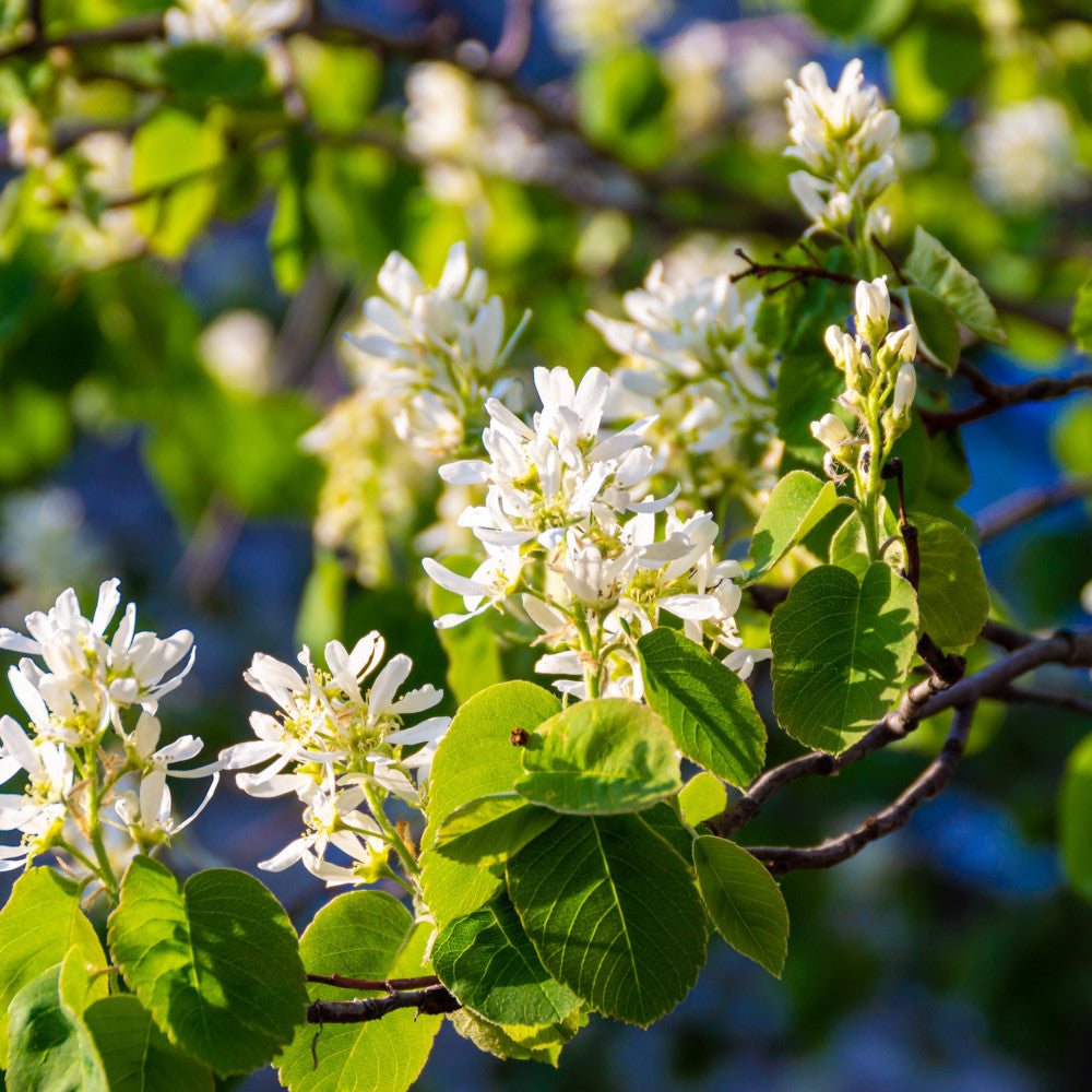 Amelanchier Lamarckii - Juneberry, A Must Have Garden Plant Supplied In A 9cm Pot