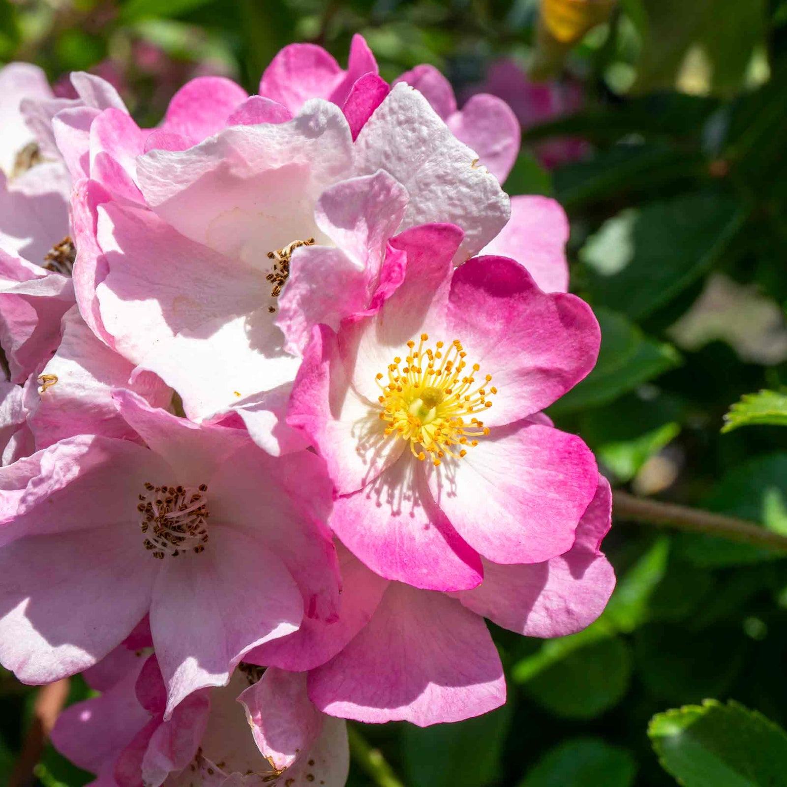 Rose 'ballerina' Pink Shrub Rose Rhs Award Of Garden Merit | 1 x Bare Root | Pink